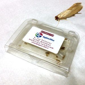 piège à mites des vêtements Tineola