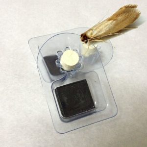 piège mite des vêtements