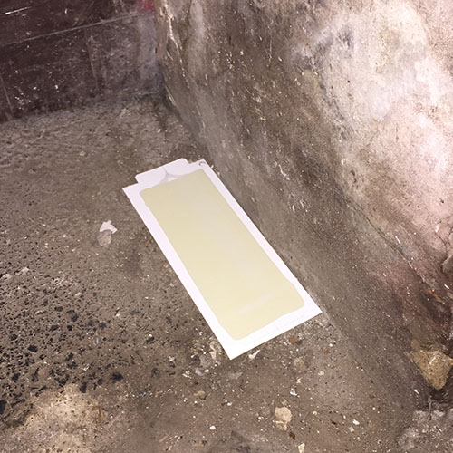 Plaque glu souris